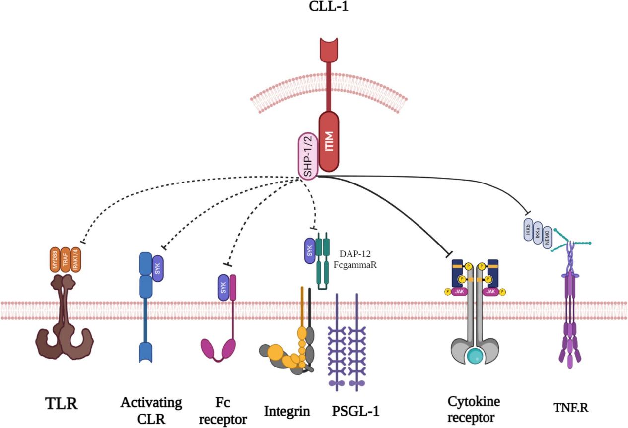 Myeloid inhibitory C-type lectin receptor CLEC12A Myeloid inhibitory C-type lectin receptor CLEC12A