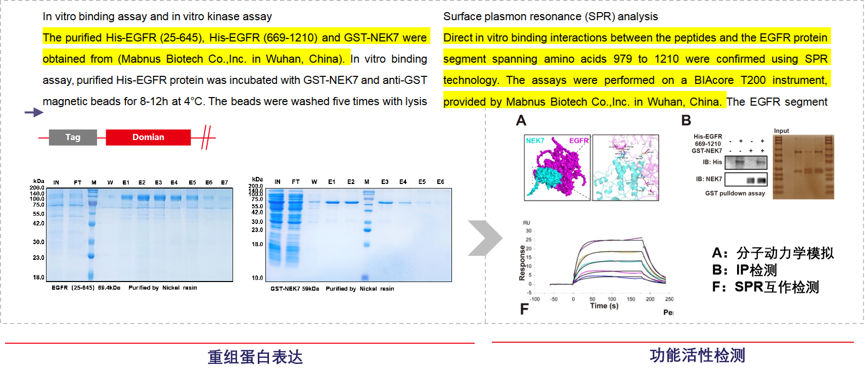 NEK7 phosphorylation of EGFR drives the mechanism of drug resistance in hepatocellular carcinoma