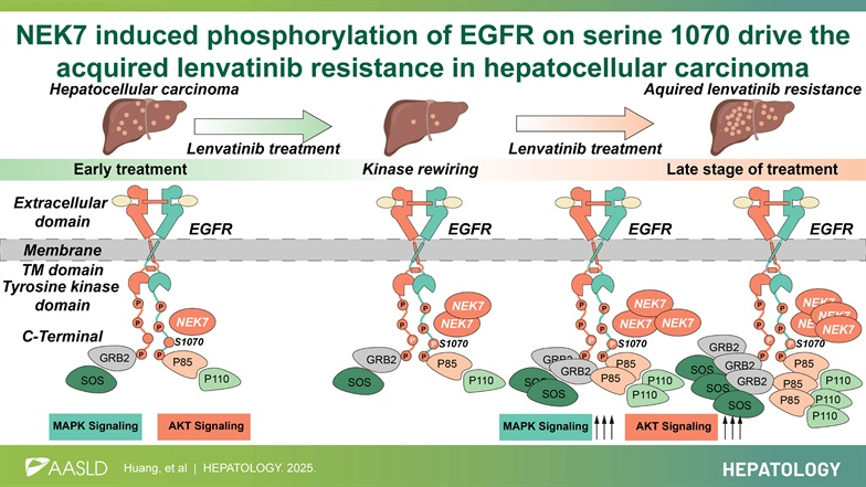 NEK7 phosphorylation of EGFR drives the mechanism of drug resistance in hepatocellular carcinoma
