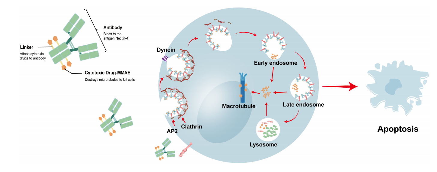 Nectin-4 is a novel target of the ADC circuit