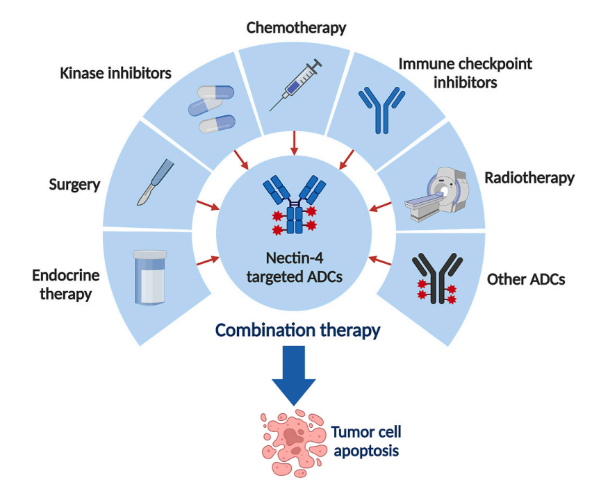 Nectin-4 is a novel target of the ADC circuit