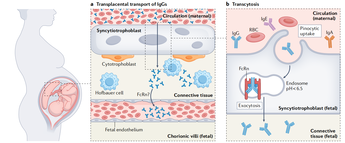 Neonatal Fc receptor FcRn