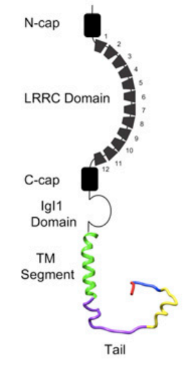 Nervous system regulatory factor LINGO1