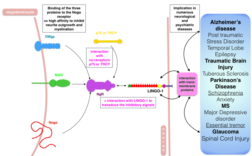 Nervous system regulatory factor LINGO1