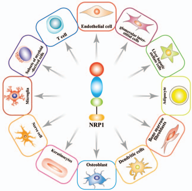 Neurotrophic factor receptor NRP1