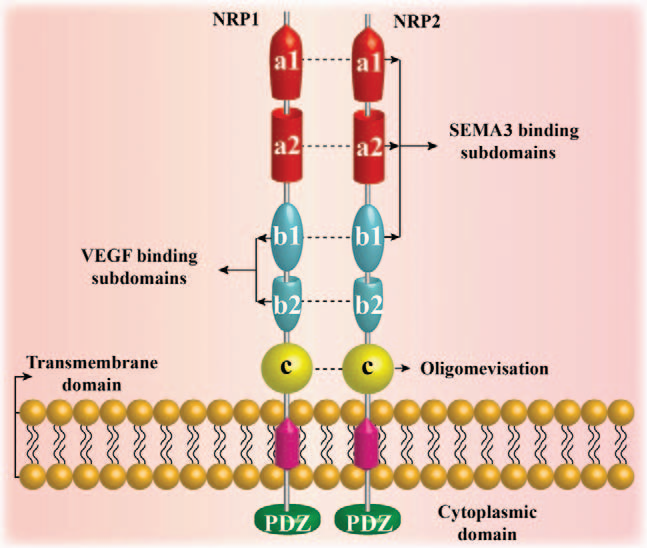 Neurotrophic factor receptor NRP1