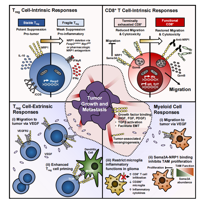 Neurotrophic factor receptor NRP1