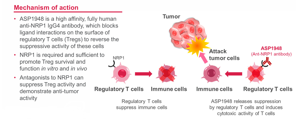Neurotrophic factor receptor NRP1