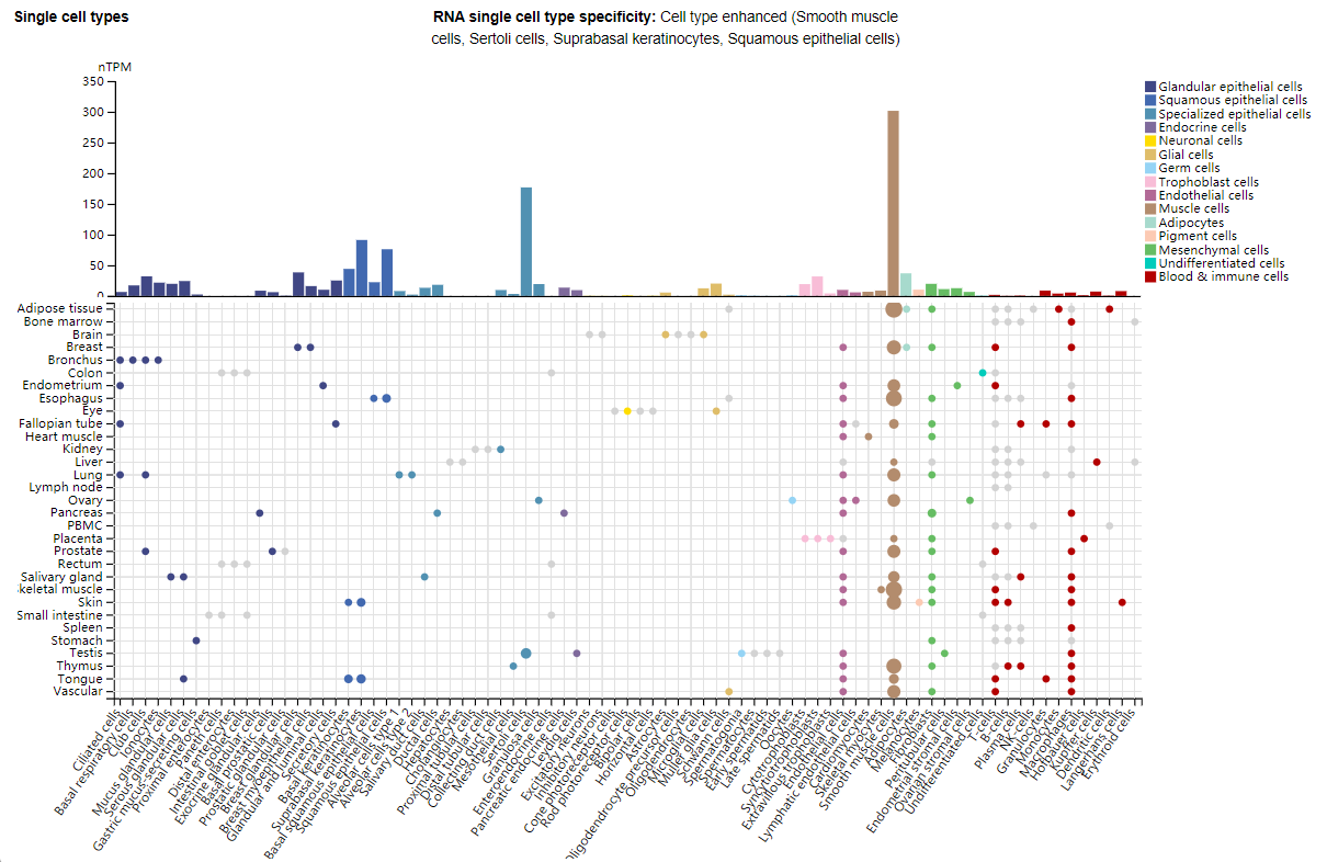 Nuclear regulator of cell fate Notch3