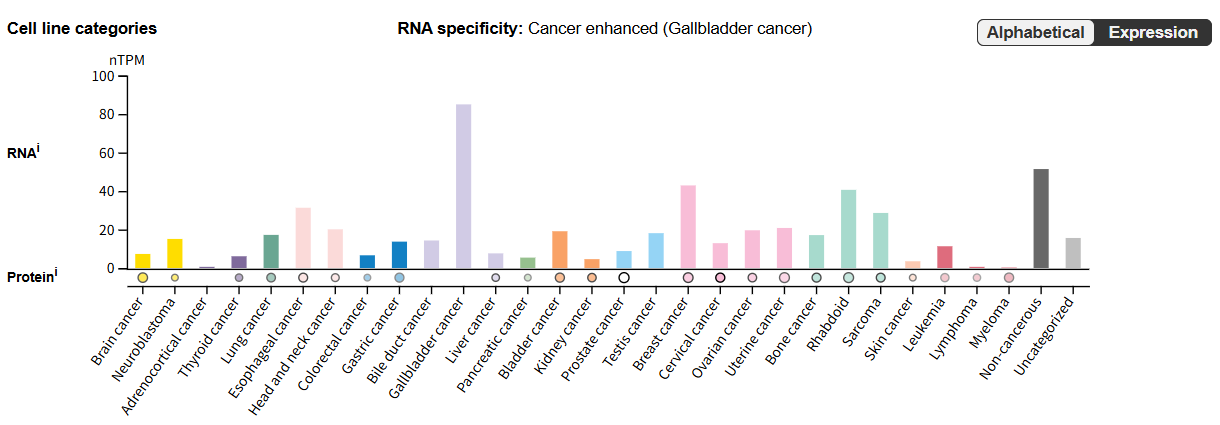 Nuclear regulator of cell fate Notch3