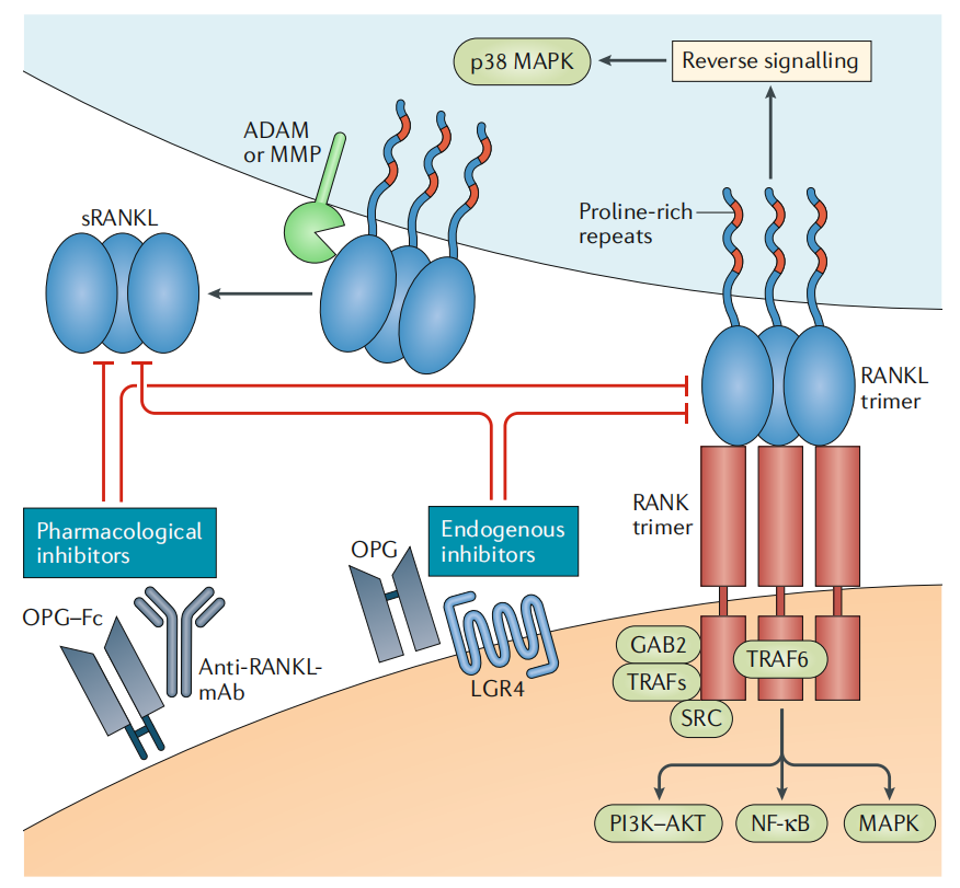 Osteoclast differentiation and activation factor RANKL Osteoclast differentiation and activation factor RANKL
