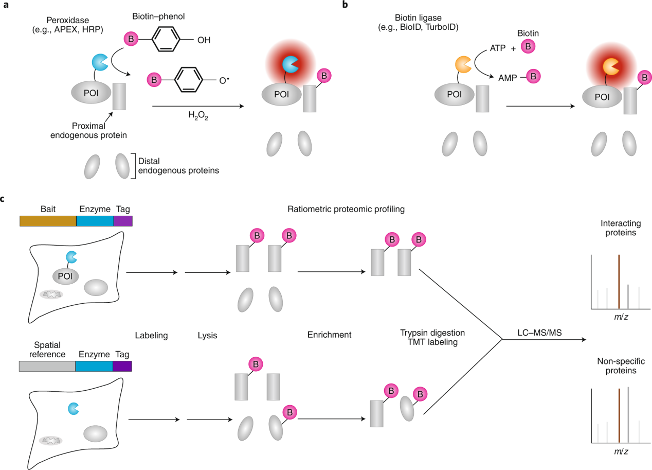 Overview of methods used in the study of protein protein interactions
