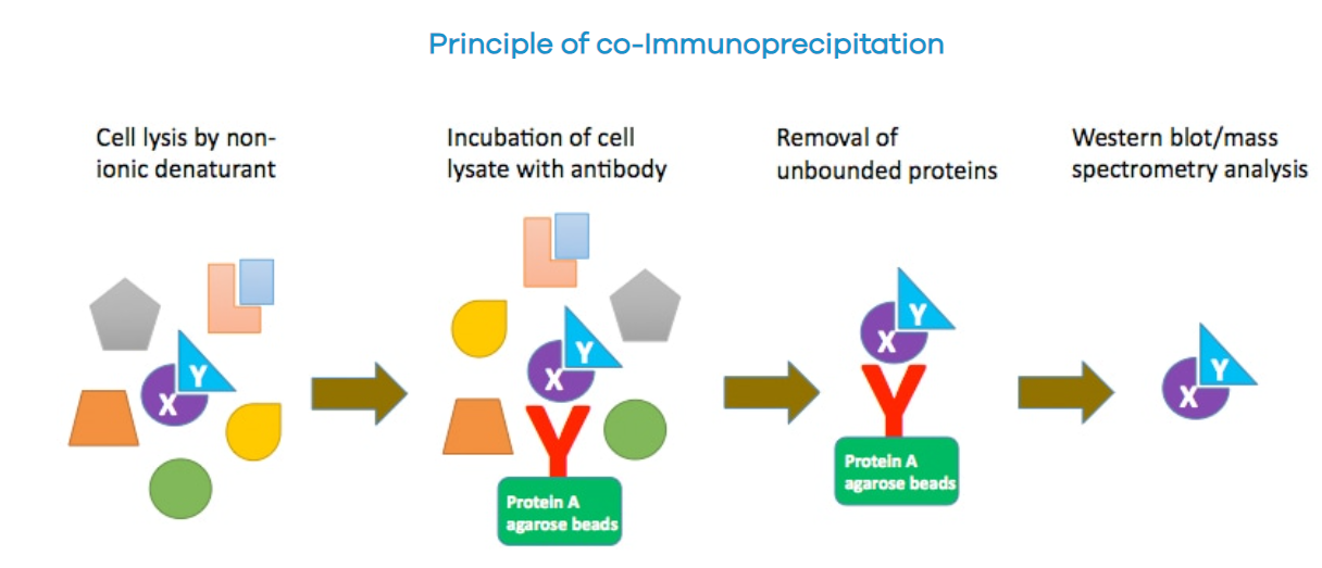 Overview of methods used in the study of protein protein interactions