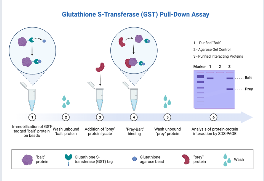 Overview of methods used in the study of protein protein interactions