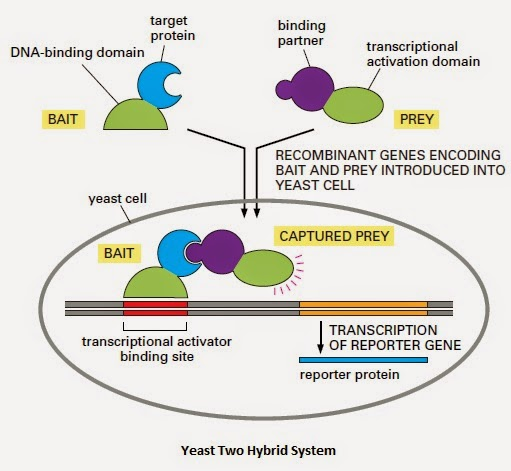 Overview of methods used in the study of protein protein interactions