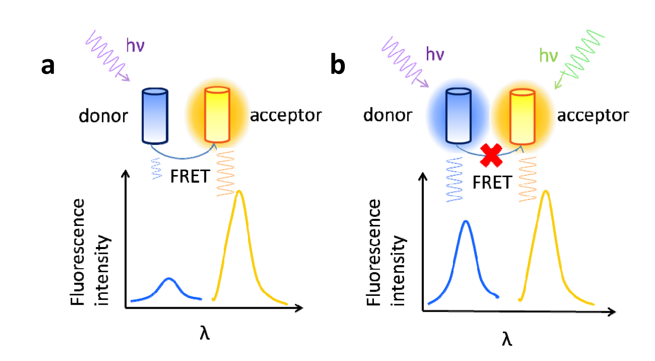 Overview of methods used in the study of protein protein interactions