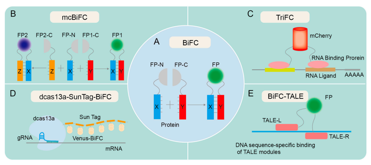 Overview of methods used in the study of protein protein interactions