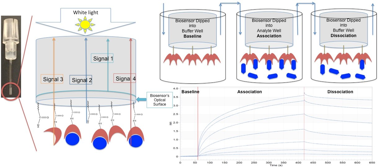 Overview of the research methods of protein small molecule interactions