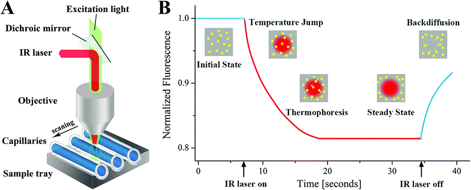 Overview of the research methods of protein small molecule interactions