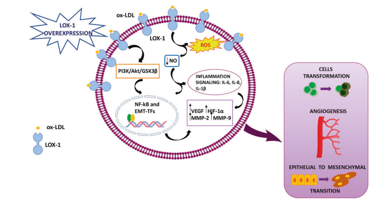 Oxidized low density lipoprotein receptor OLR1 Oxidized low density lipoprotein receptor OLR1