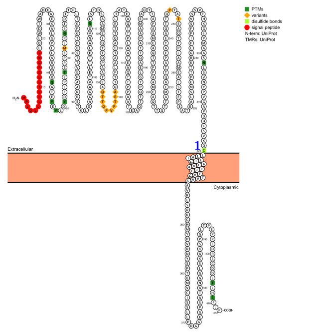 P-selectin glycoprotein ligand PSGL-1