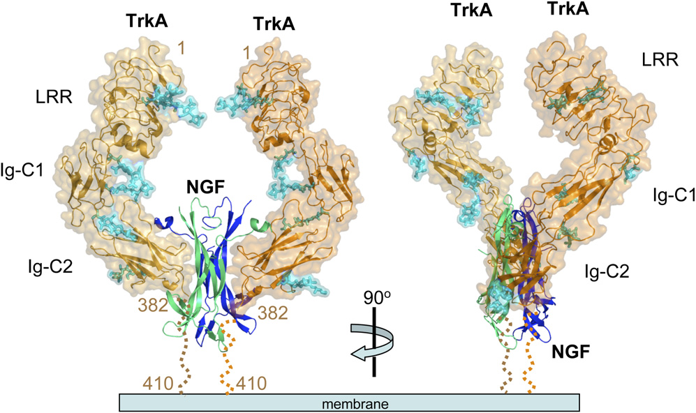 Pain treatment target NGF