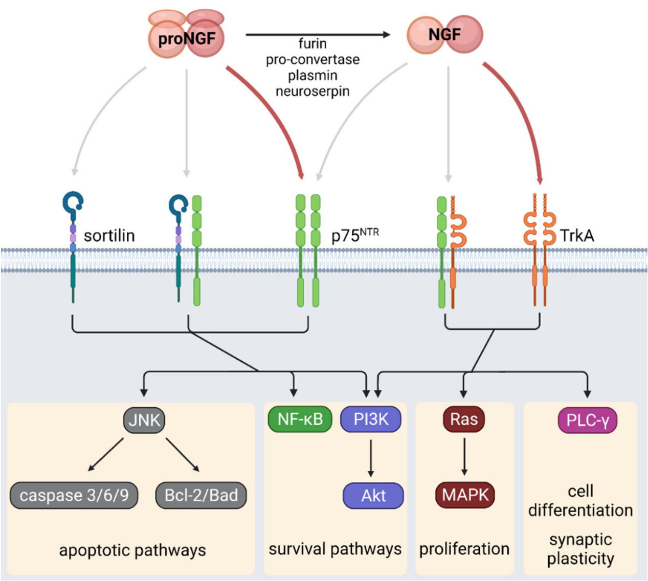 Pain treatment target NGF