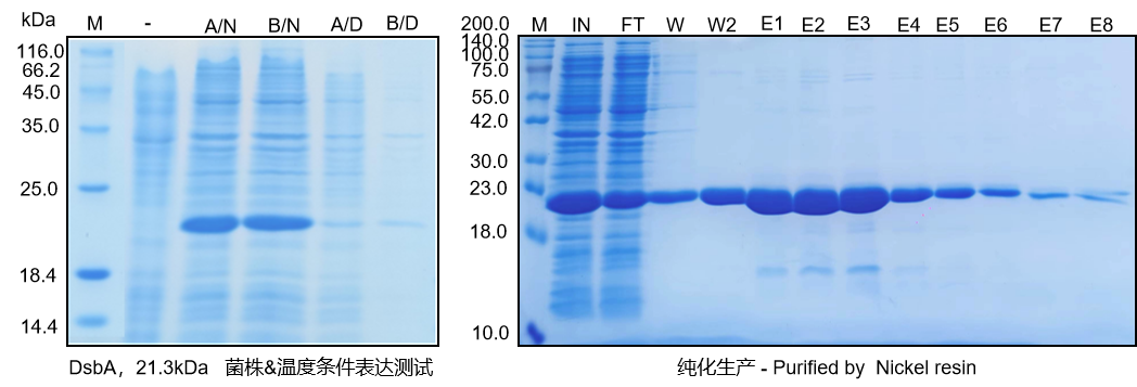 Phase-Separated Nano-Antibiotics Enhanced Survival in Multidrug-Resistant Escherichia coli Sepsis by Precise Periplasmic EcDsbA Targeting