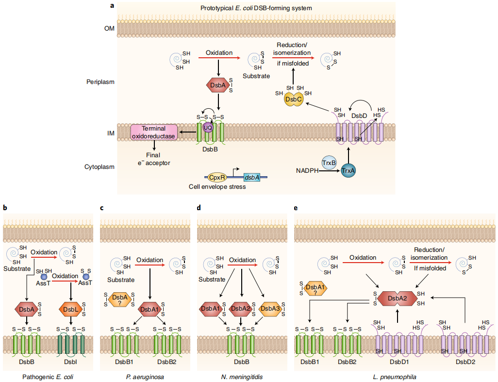 Phase-Separated Nano-Antibiotics Enhanced Survival in Multidrug-Resistant Escherichia coli Sepsis by Precise Periplasmic EcDsbA Targeting