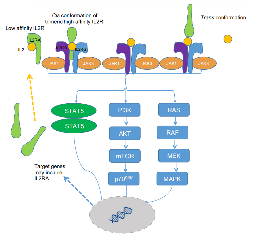 Potential tumor therapeutic target CD25 Potential tumor therapeutic target CD25