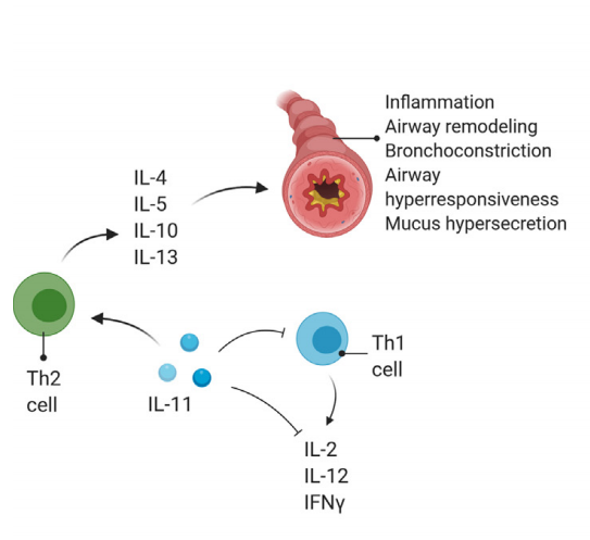 Proinflammatory cytokine IL-11