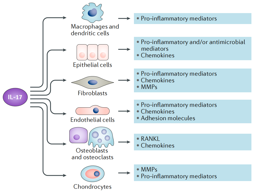 Proinflammatory cytokine IL17 Proinflammatory cytokine IL17