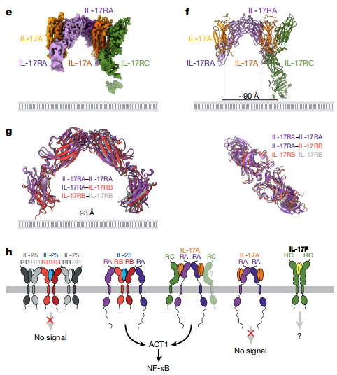 Proinflammatory cytokine IL17 Proinflammatory cytokine IL17