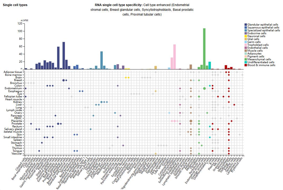 Prolactin receptor PRLR