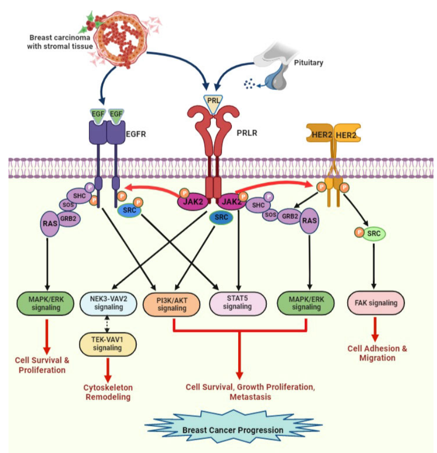 Prolactin receptor PRLR