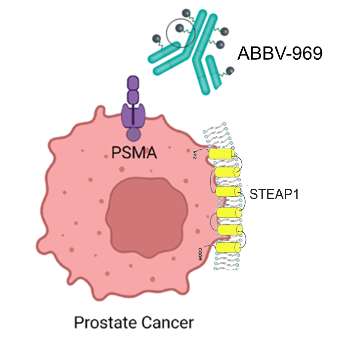 Prostate specific membrane antigen PSMA