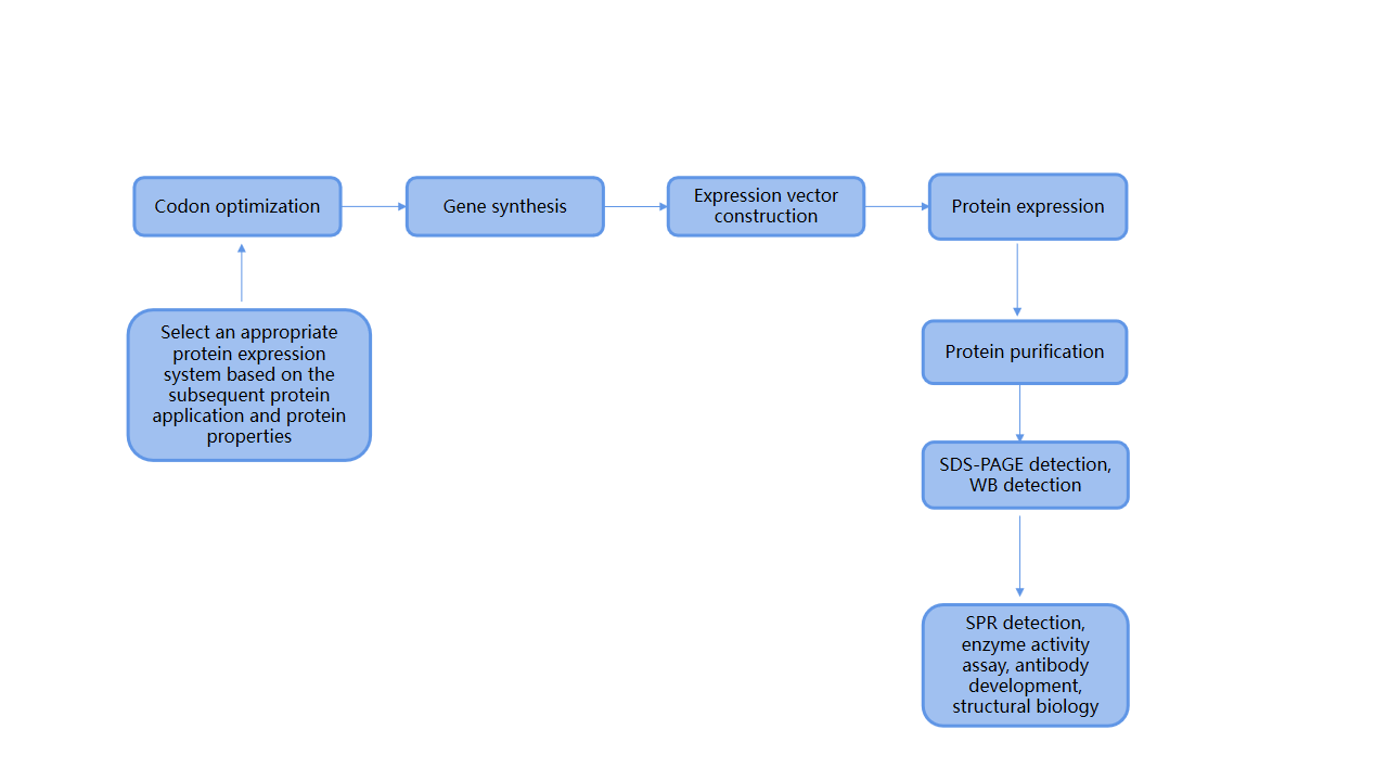 Protein antibody SPR enabling new drug development