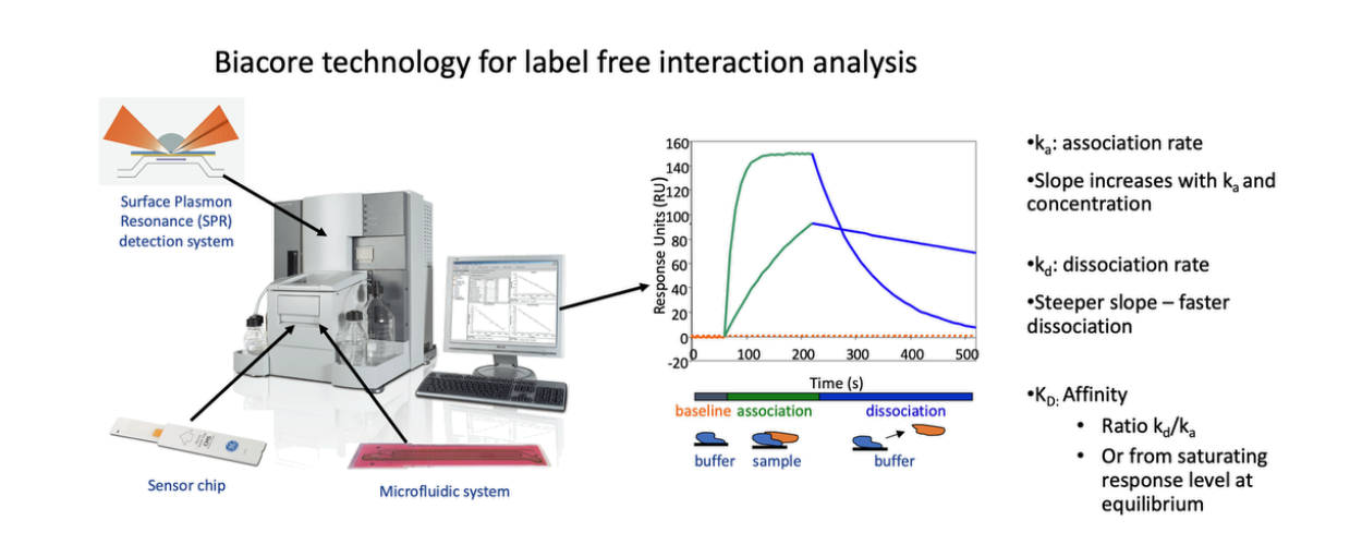 Protein antibody SPR enabling new drug development