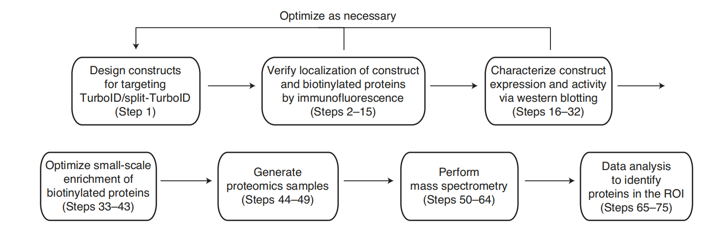 Proximity labeling in mammalian cells with TurboID and split-TurboID
