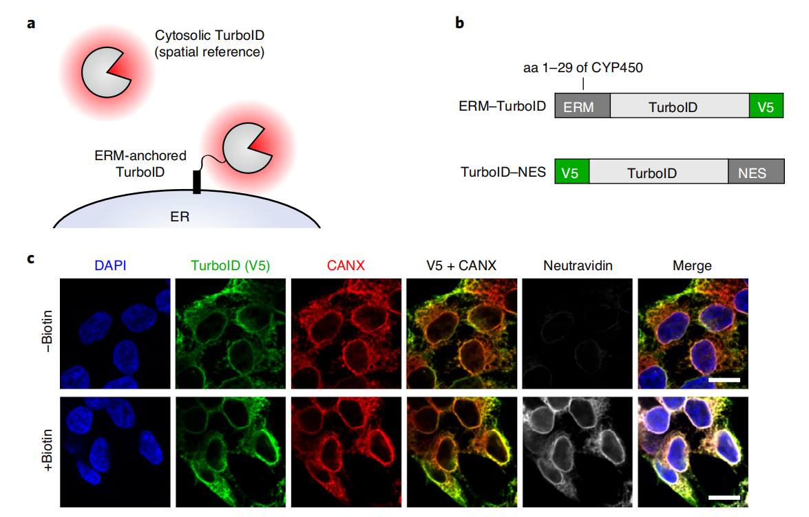 Proximity labeling in mammalian cells with TurboID and split-TurboID