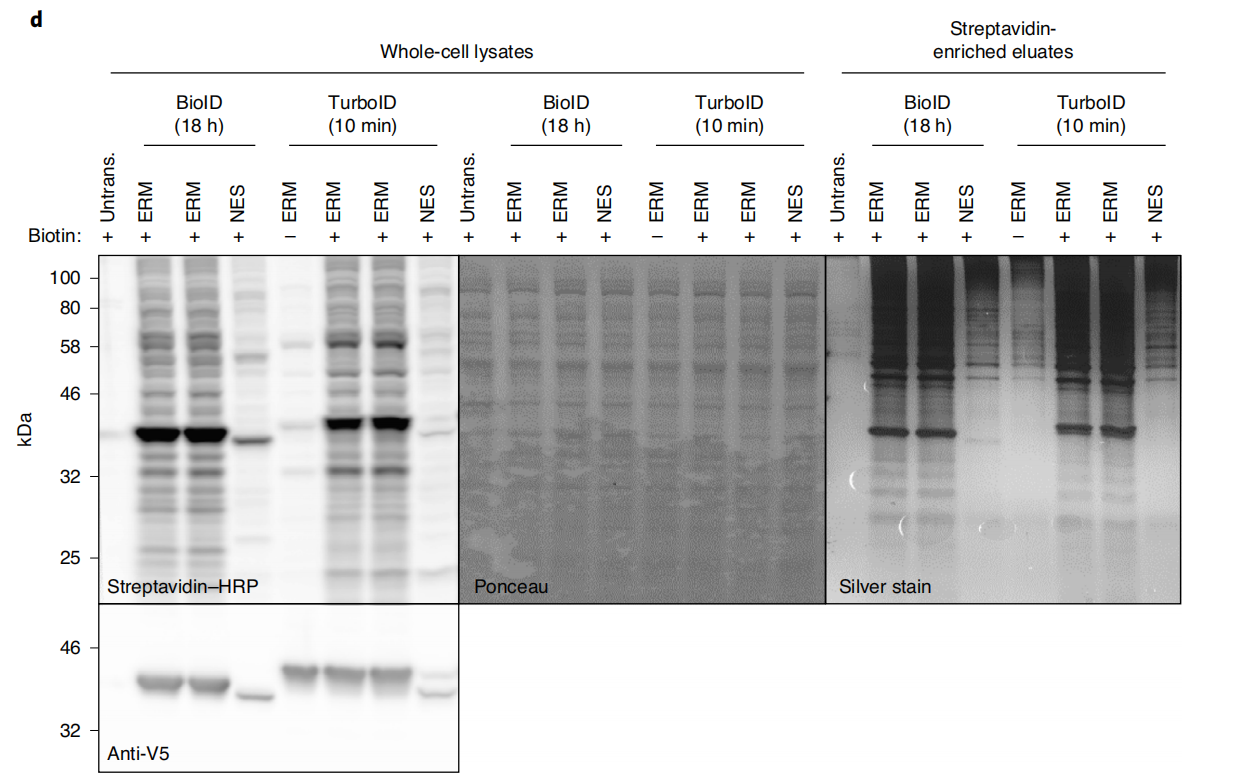 Proximity labeling in mammalian cells with TurboID and split-TurboID