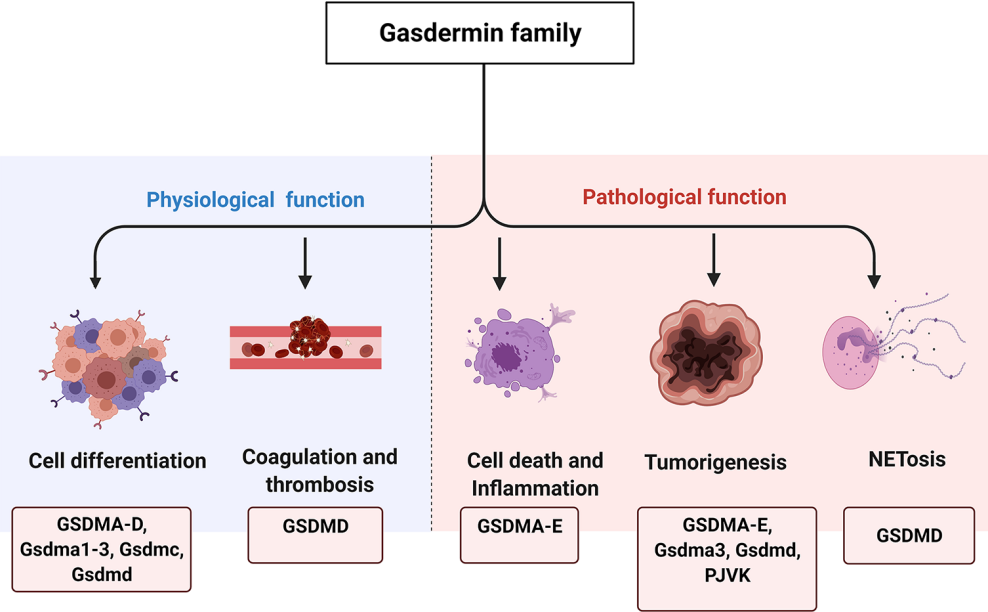 Pyroptosis the GSDM family Pyroptosis the GSDM family