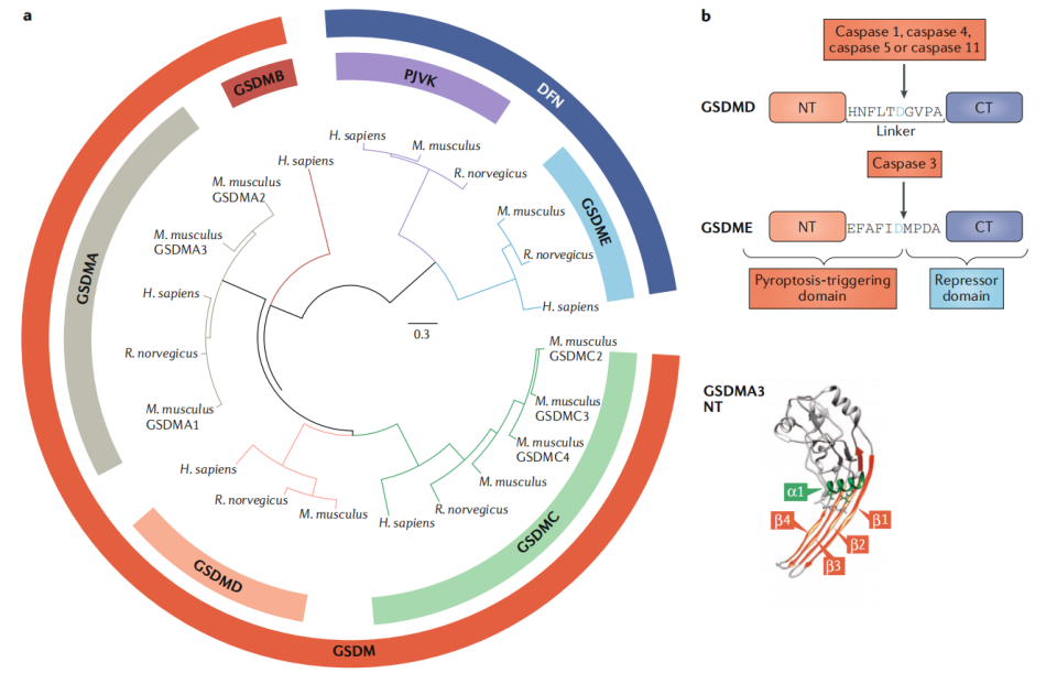Pyroptosis the GSDM family Pyroptosis the GSDM family