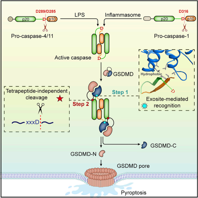 Pyroptosis the GSDM family Pyroptosis the GSDM family