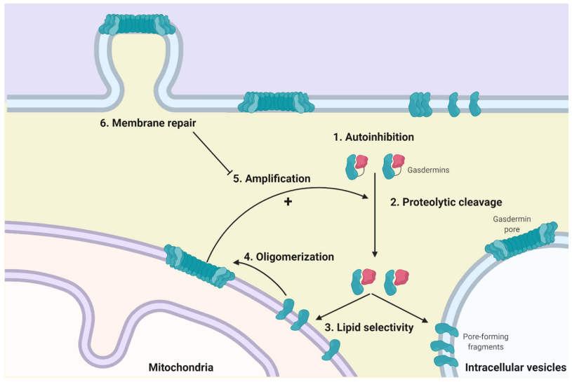 Pyroptosis the GSDM family Pyroptosis the GSDM family