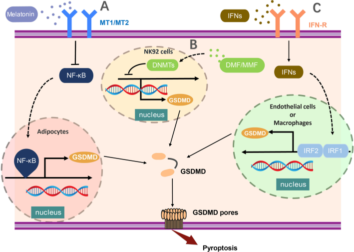 Pyroptosis the GSDM family Pyroptosis the GSDM family