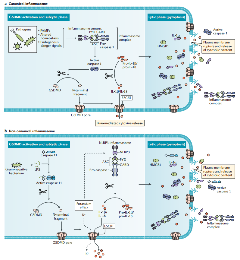 Pyroptosis the GSDM family Pyroptosis the GSDM family