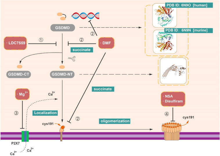 Pyroptosis the GSDM family Pyroptosis the GSDM family