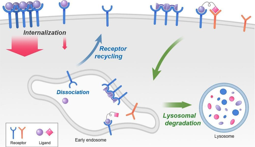 Receptor-ligand interactions for optimized endocytosis in targeted therapies