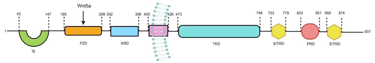 Receptor tyrosine kinase-like orphan receptor ROR1